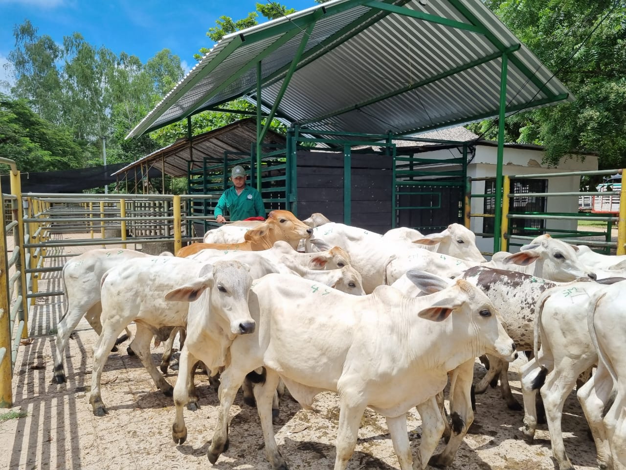 Subasta comercial principal